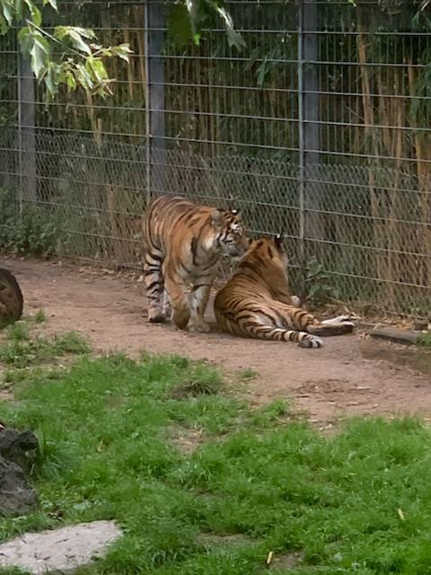 Zoobesuch T1 | dbs-pulheim.de Zoobesuch T1