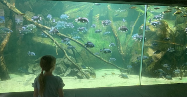 Zoobesuch T1 | dbs-pulheim.de Zoobesuch T1