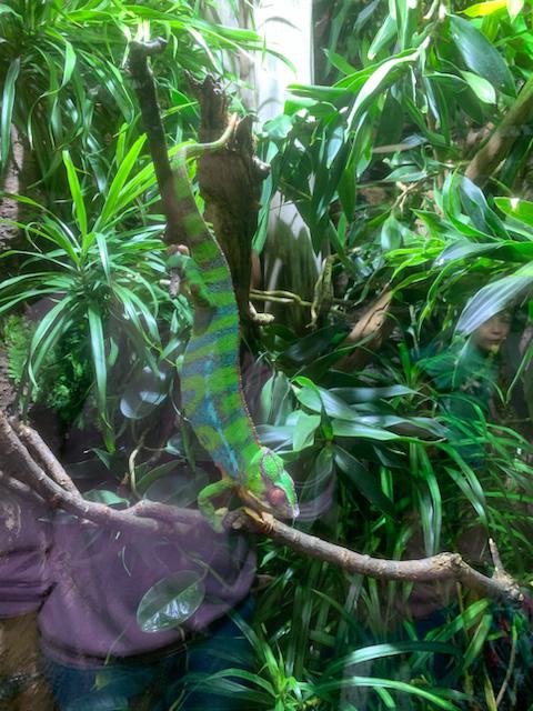 Zoobesuch T1 | dbs-pulheim.de Zoobesuch T1