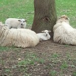Schafe in Kommern