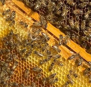 Bienenschaukasten 1ab